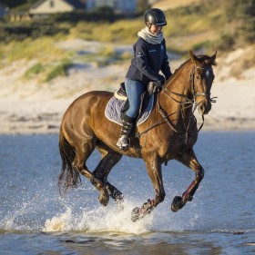 Introductory Riding Lessons