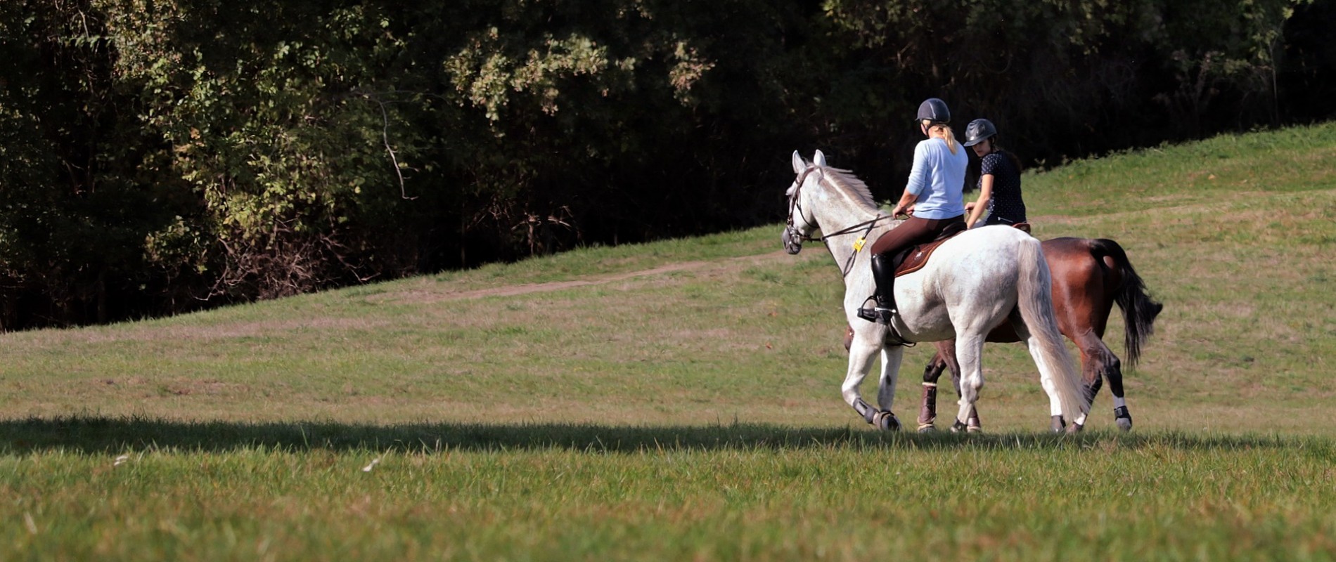 Championing The Horses