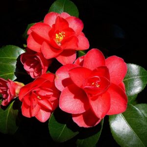 Camellia