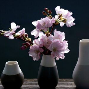 Cherry Blossoms