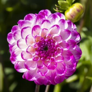 Dahlias Flowers