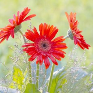 Gerbera Daisies