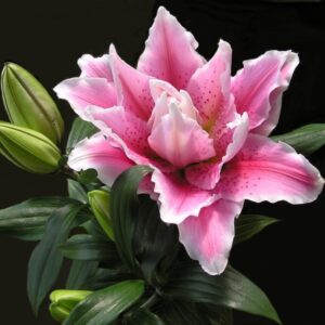 Lilies