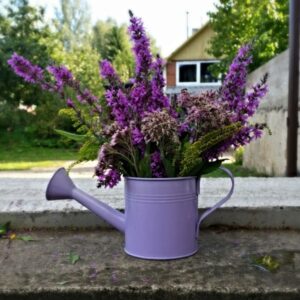 Lavender