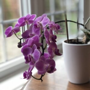 Orchid Flowers