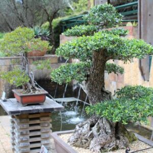 Bonsai Trees