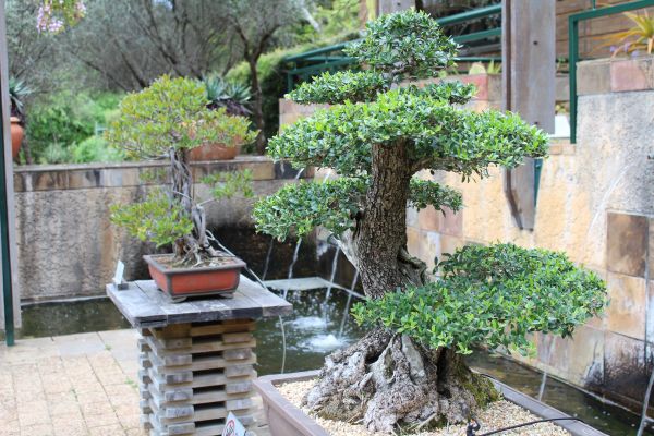 Bonsai Trees