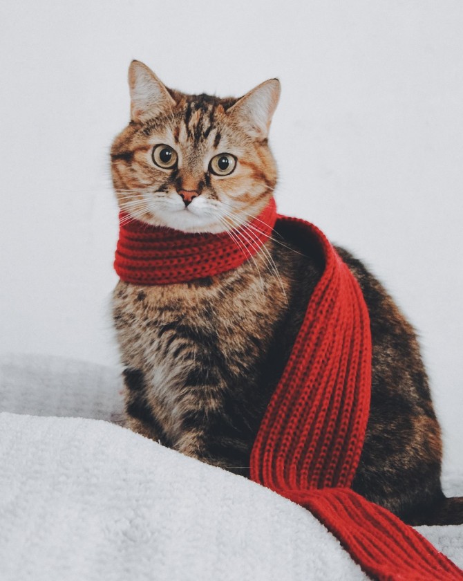 Where Pets Feel Safe and Loved