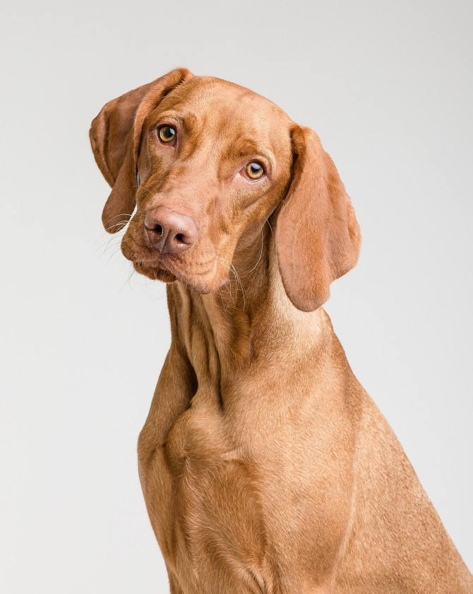 Your Pet’s Health Is Our Priority