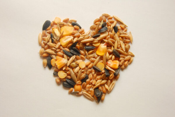 Mix Grain Bird food